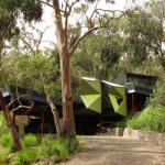 Kennet River koala sugli alberi